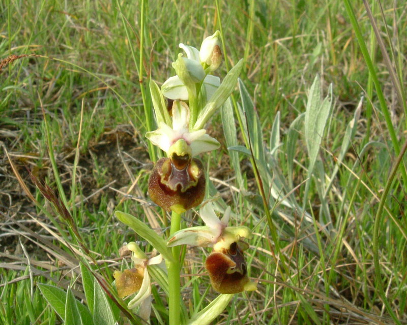 Ophrys fuciflora